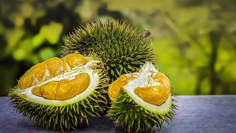 Nikmat dan Enak, Kiat Memilih Buah Durian yang Matang - GenPI.co