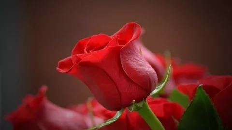 Manfaat Bunga Mawar yang Jarang Diketahui - GenPI.co