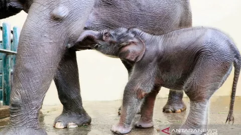Gajah Lahir dengan Selamat di Taman Safari Diberi Nama Covid - GenPI.co