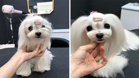 Makeover! Tampilan Kece Anjing Ini Bikin Pangling Banget - GenPI.co