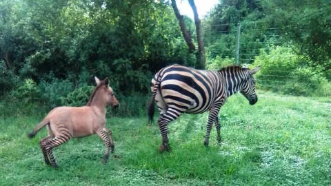 Zebra Kawin Sama Keledai, Hasilnya Zonkey - GenPI.co