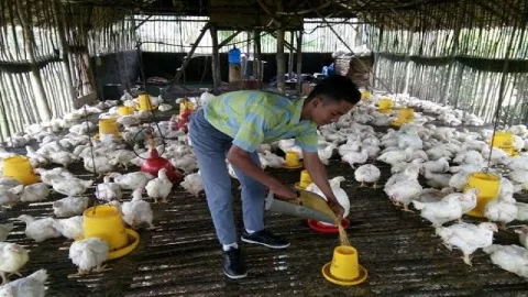 Pelajar SMA asal Palembang Sukses Menjadi Peternak Ayam - GenPI.co