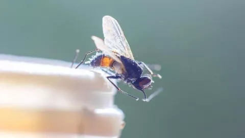 Risih di Rumah Banyak Lalat, Ada 4 Cara Ampuh Membasminya - GenPI.co