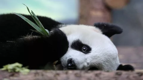 Kerinduan Panda Raksasa Pada Manusia Terpisah Akibat Virus Corona - GenPI.co