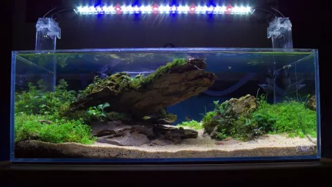 4 Cara Membuat Aquascape agar Rumah Makin Cantik - GenPI.co