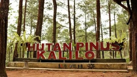 Hutan Pinus Kalilo, Destinasi Instagramable di Purworejo - GenPI.co