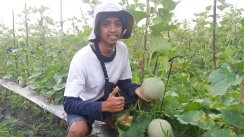 Nanang Adi Purnomo, Raup Omzet Puluhan Juta dari Bertani Melon - GenPI.co