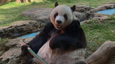 Mau Lihat Panda Lucu Asli China? Ke Taman Safari Bogor Saja - GenPI.co