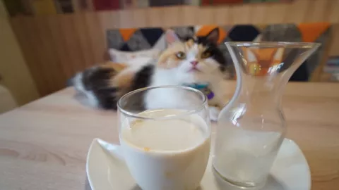 Pandemi? Bisa Tetap Asyik Kok ke Kafe Sambil Ditemani Kucing - GenPI.co
