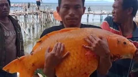Pemancing Dapat Ikan Mas Raksasa di Danau Toba, Warga Takut - GenPI.co