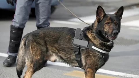 Anjing Pelacak Dikerahkan Mendeteksi Virus Corona di Bandara - GenPI.co