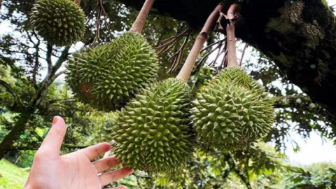 Bikin Melongo! Perempuan Cantik Ini Jago Banget Panen Durian - GenPI.co