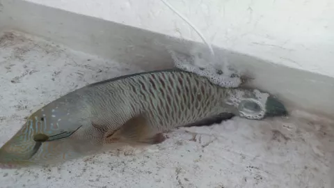 Terancam Punah, Ikan Napoleon Hasil Tangkapan Diselamatkan KKP - GenPI.co