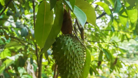 Wahai Para Istri, Daun Sirsak Bisa Bikin Suami Betah di Rumah Loh - GenPI.co