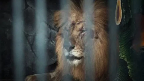 Penjaga Kebun Binatang di Jerman Diserang Singa, Duh Nasibnya - GenPI.co