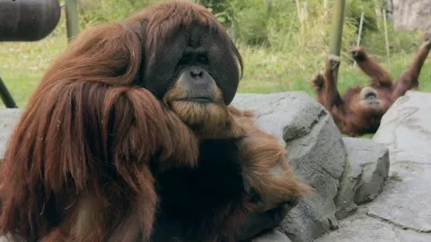 Mengejutkan, Orangutan Indonesia Divaksin Covid di AS Bikin Gemas - GenPI.co