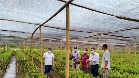 Pelestarian Kebun Mangrove Pulihkan Ekosistem Pesisir di Pasuruan - GenPI.co