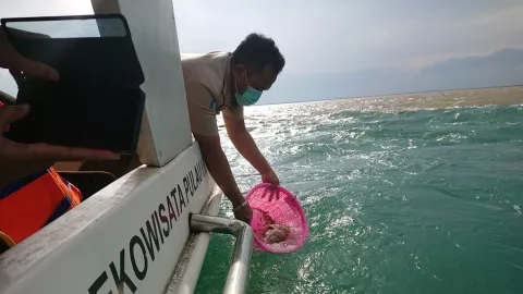KKP Lepasliarkan Benih Lobster Hasil Sitaan di Perairan Sidoarjo - GenPI.co