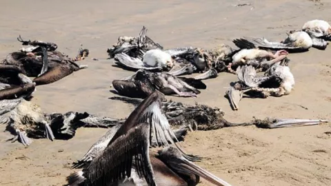 Geger! 750 Burung Pelikan Mati Misterius di Senegal - GenPI.co