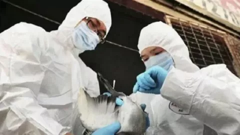 Awas! Virus Flu Burung Sekarang Bisa Menular ke Manusia - GenPI.co