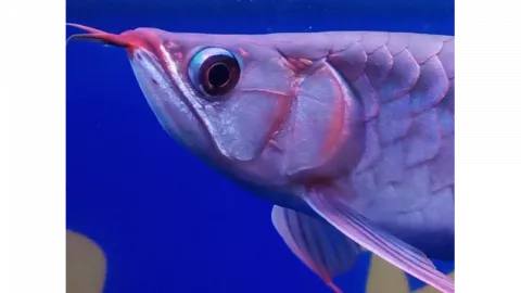 Melongo Tengok Ikan Arwana di Indonesia yang Berharga Fantastis - GenPI.co