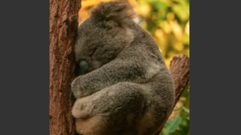 Rekor! Koala Tertua di Dunia, Rahasia Panjang Umurnya Terungkap - GenPI.co