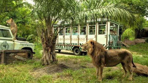 Berkunjung ke Bali Safari Park, Serasa Liburan di Afrika! - GenPI.co
