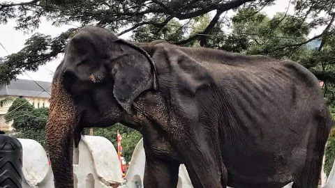 Pakai Gajah Kurus untuk Wisata, Pemerintah Sri Lanka Kena Petisi - GenPI.co