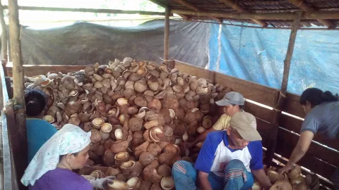 Bupati Gorontalo Minta Pemerintah Pusat Perhatikan Nasib Kelapa - GenPI.co