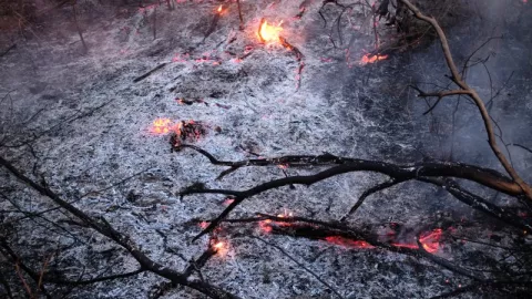 Terbakar Hutan Amazon, Sepasang Suami Istri Meninggal Dunia - GenPI.co