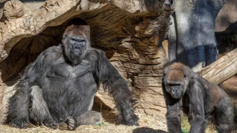 Gorila di AS Positif Covid-19, Gejalanya Sama Seperti Manusia! - GenPI.co