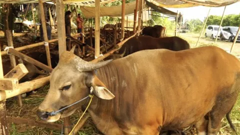 Kabar Gembira Buat Emak-Emak, Stok Daging Selama Ramadan Aman! - GenPI.co