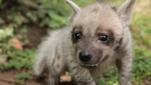 Gemas!  Bayi Hyena Lahir di Bali, Jeddar Berikan Nama 'Mooi' - GenPI.co