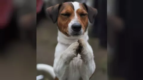 Deretan Anjing Menggemaskan, Tak Lupa Berdoa Saat Mau Makan - GenPI.co