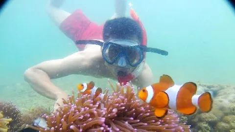 Geliat Budi Daya Clownfish, Potensi Spot Wisata Kepulauan Seribu - GenPI.co