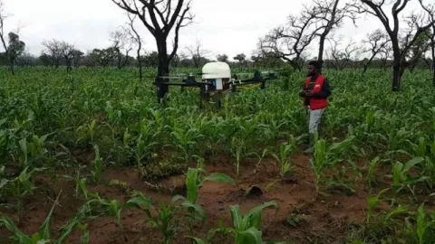 Drone Bantu Petani Ghana untuk Menjaga Tanaman dari Hama - GenPI.co