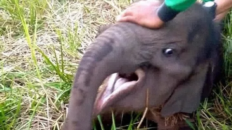 Miris, Nih Penampakan Anak Gajah Terluka Parah Terjerat Nilon - GenPI.co