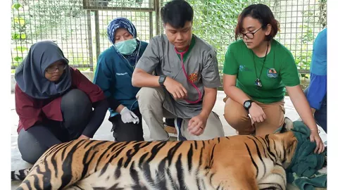 Harimau Sumatra Bonita Dilepasliarkan dan Dipasang GPS  - GenPI.co