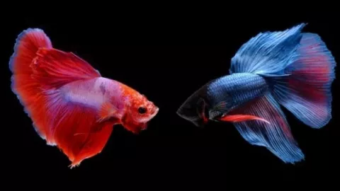 Bisnis Ikan Cupang Hias Meroket, Ini 9 Jenisnya - GenPI.co
