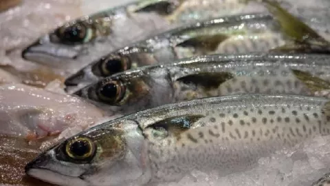 Mendadak China Larang Impor Produk Seafood Asal Indonesia - GenPI.co