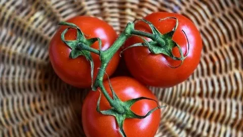 Khasiat Makan Buah Tomat Ternyata Sangat Mencengangkan - GenPI.co