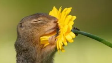 Awww, Foto-foto Tupai yang Sedang Cium Bunga ini Cute Banget! - GenPI.co