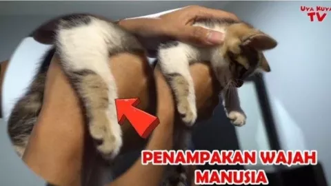 Mertua Raffi Ahmad Miliki Kucing Langka, Harganya Bikin Melongo - GenPI.co