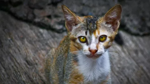 Abah Gondrong Pemakan Kucing Hidup-hidup Diperiksa Kejiwaannya - GenPI.co