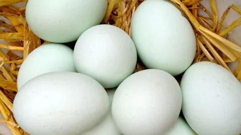 Konsumsi Telur Bebek Setiap Hari Khasiatnya Menakjubkan - GenPI.co