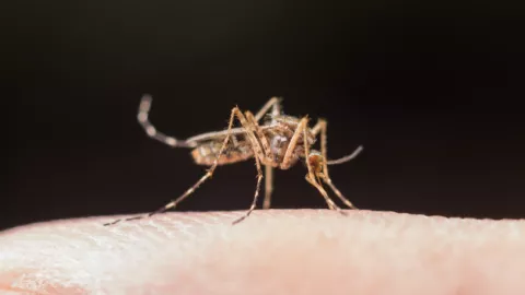 3 Hal Wajib Dilakukan untuk Cegah Sarang Nyamuk Berkembang Biak - GenPI.co