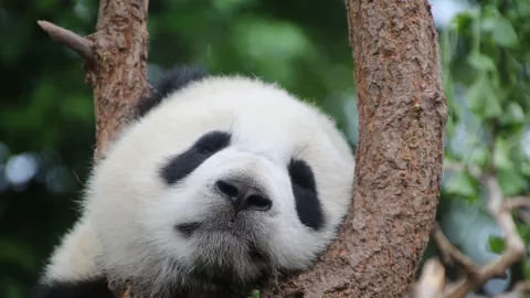 Panda di Kebun Binatang Moskow Rindu Keramaian Pengunjung - GenPI.co