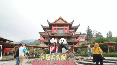 Momen Perkawinan Panda di Taman Safari Hilang - GenPI.co