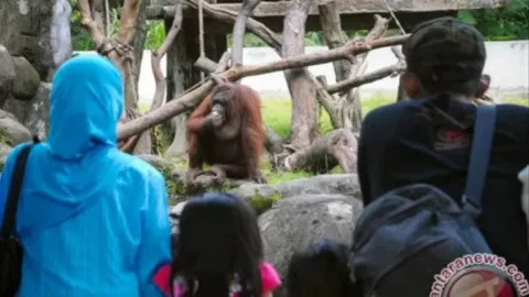 Dongkrak Kunjungan, GL Zoo Datangkan Singa Afrika dan Meerkat - GenPI.co