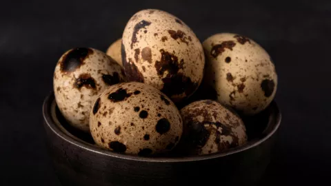 Awas! Telur Puyuh Menyimpan Bahaya Kolesterol - GenPI.co